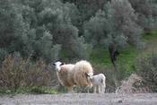 On the island of Crete, Greece, farmed sheep belong to the local breed Sfakia