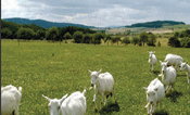 Goats Czech Republic, (C) Pro Bio