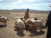 Picture of Barbarine sheep at the farm Ain Sabdoun South of Tunis